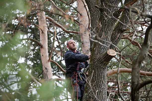 How Our Tree Care Process Works  in  Pelican Bay, FL